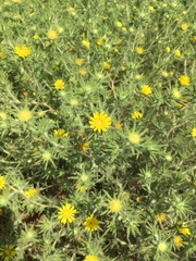 Centromadia fitchii