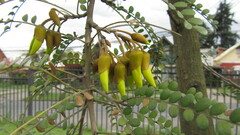Sophora cassioides