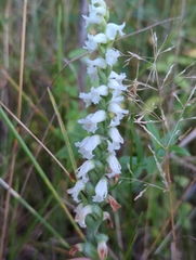 Spiranthes cernua