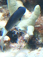 Pycnochromis margaritifer