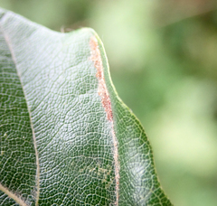 Aceria nervisequa