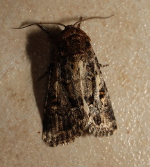 Spodoptera umbraculata