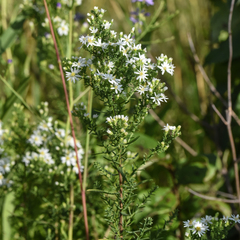 Symphyotrichum ericoides