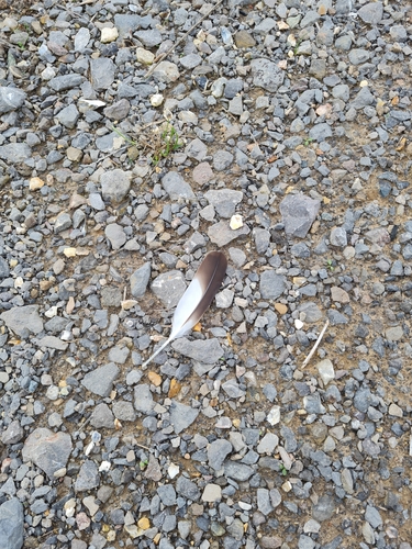 Plume de Œdicnème criard