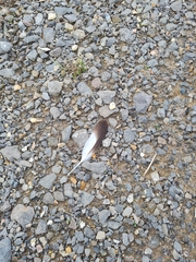 Charadriiformes