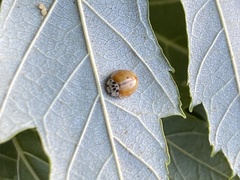 Adalia decempunctata