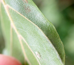 Aceria nervisequa