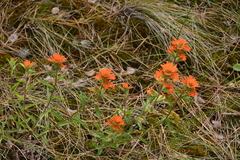 Castilleja hispida