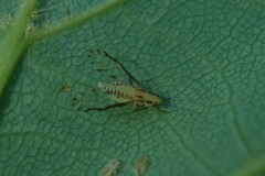 Eucallipterus tiliae