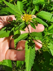 Bidens vulgata