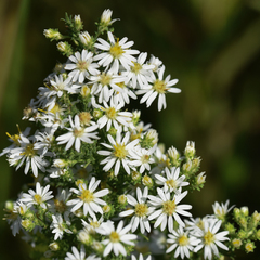 Symphyotrichum ericoides