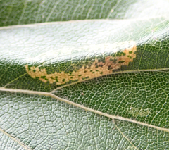 Phyllonorycter maestingella