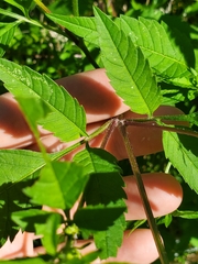 Bidens vulgata