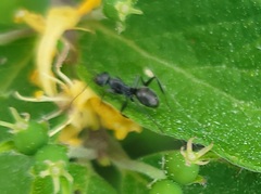 Formicinae