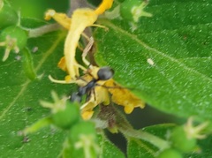 Formicinae