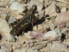 Melanoplus confusus