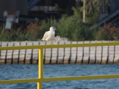 Larus delawarensis