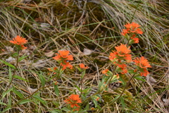 Castilleja hispida