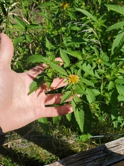 Bidens vulgata