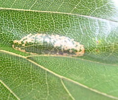 Phyllonorycter maestingella