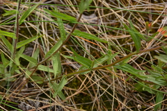 Castilleja hispida