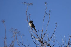 Artemisiospiza belli