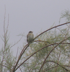 Empidonax