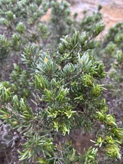 Pultenaea canaliculata