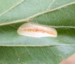 Phyllonorycter maestingella
