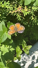 Phyciodes cocyta