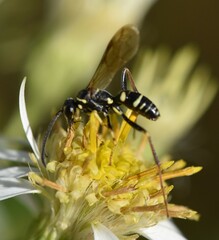Ceropales maculata