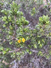 Pultenaea canaliculata