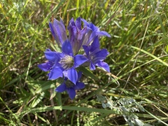 Gentiana puberulenta