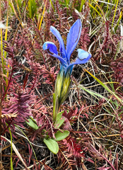 Gentianopsis barbellata