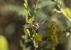 Colletes