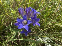 Gentiana puberulenta
