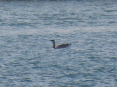 Branta canadensis