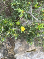 Pultenaea canaliculata