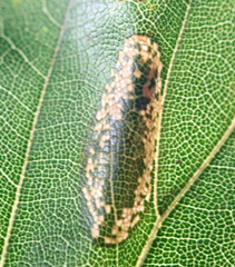 Phyllonorycter maestingella