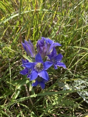 Gentiana puberulenta
