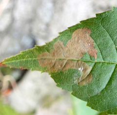 Gracillaria syringella