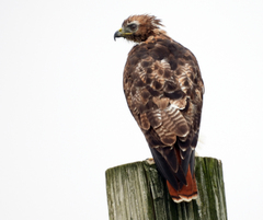 Buteo jamaicensis calurus