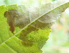 Gracillaria syringella