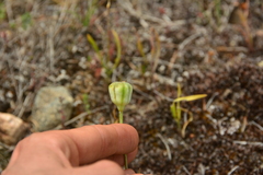 Fritillaria pudica