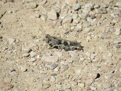 Encoptolophus costalis