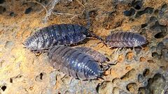 Porcellio