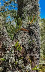 Polypodiaceae