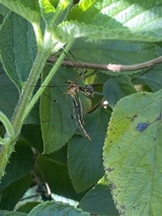 Nephrotoma australasiae