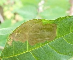 Gracillaria syringella