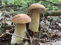 Boletus chippewaensis
